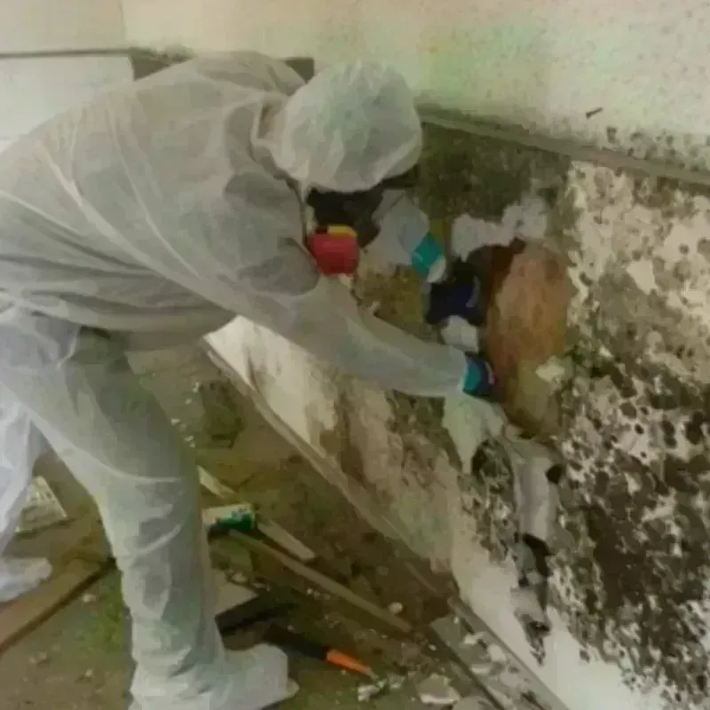 Mold Remediation and Removal in Lagunitas-Forest Knolls, CA